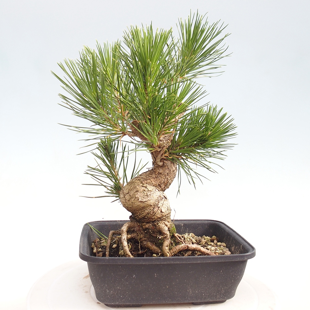 Bonsai voor buiten - Pinus thunbergii - Thunberg den