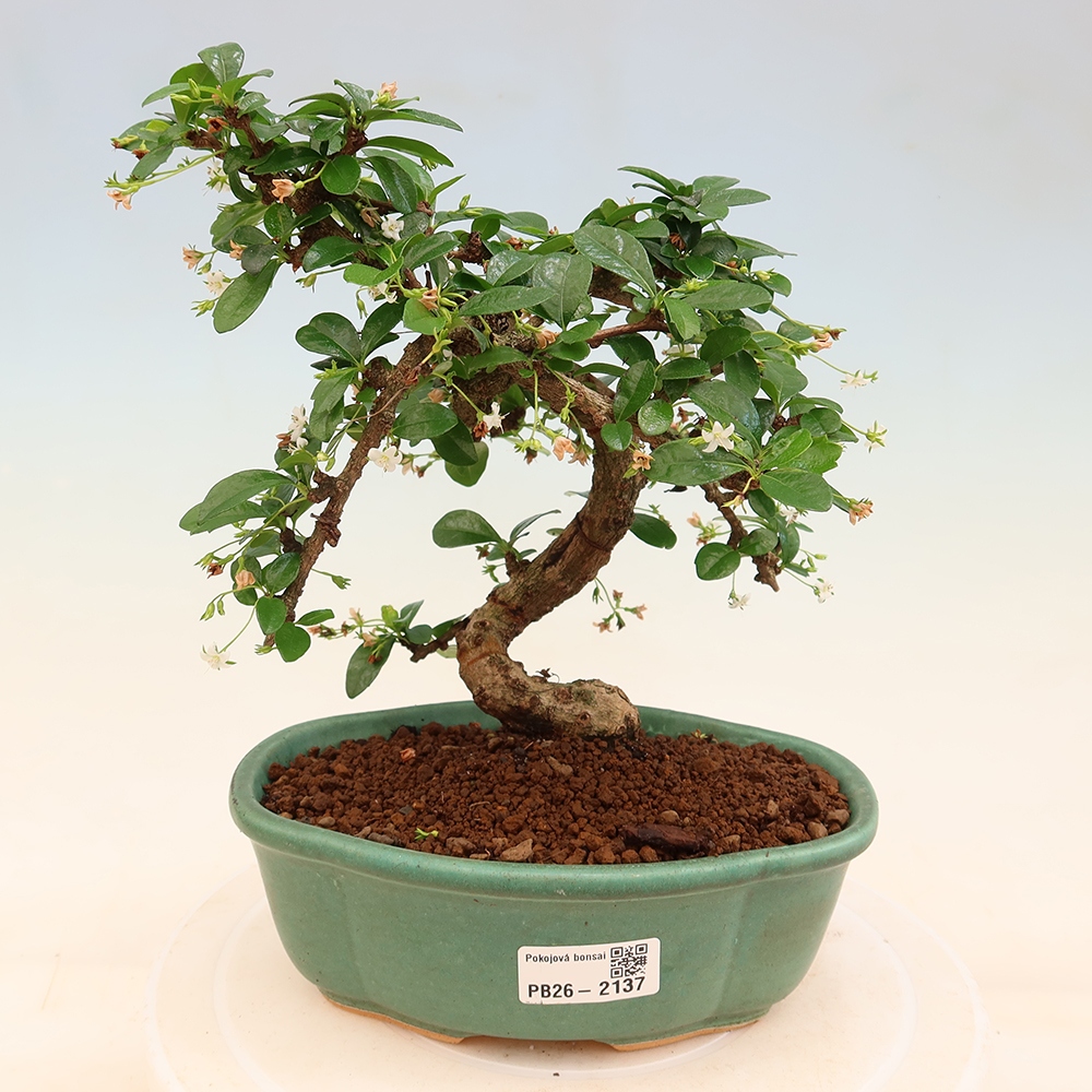 Kamerbonsai - Carmona macrophylla - Thee fuki