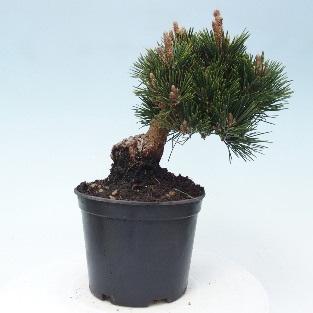 Bonsai voor buiten - Pinus thunbergii senjyumaru - Thunberg den