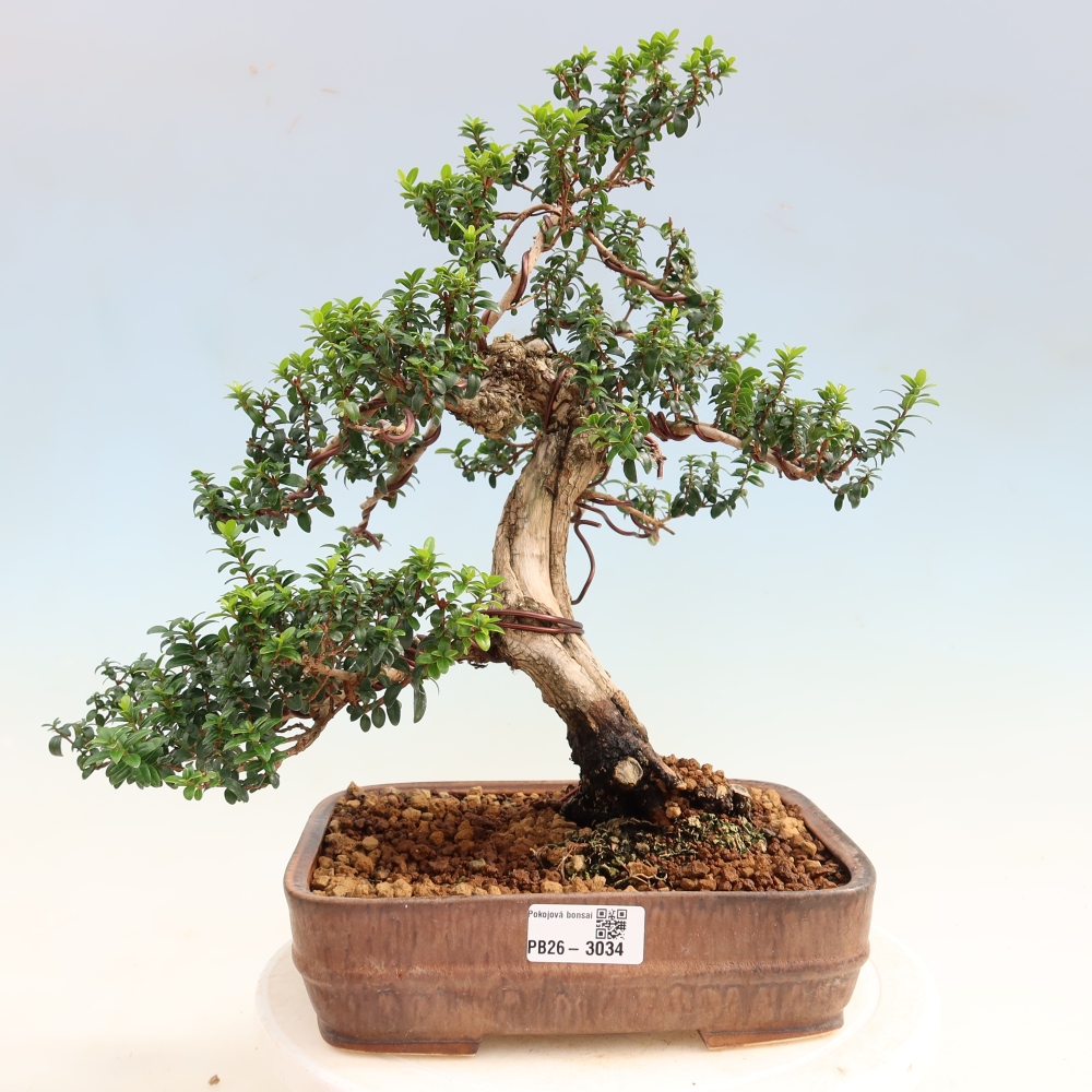 Kamerbonsai - Myrtus communis - Mirte