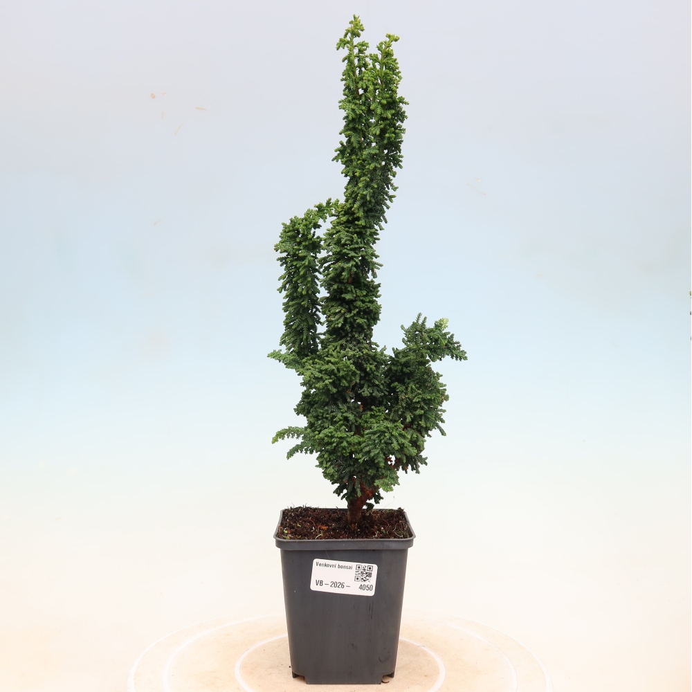 Bonsai voor buiten - Cham. obtusa SEKKA HINOKI - Cipres