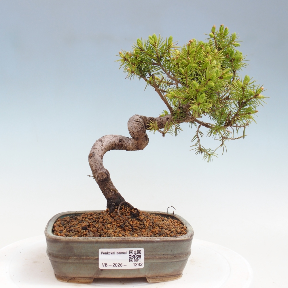 Bonsai voor buiten - Gewone spar - Picea glauca bol