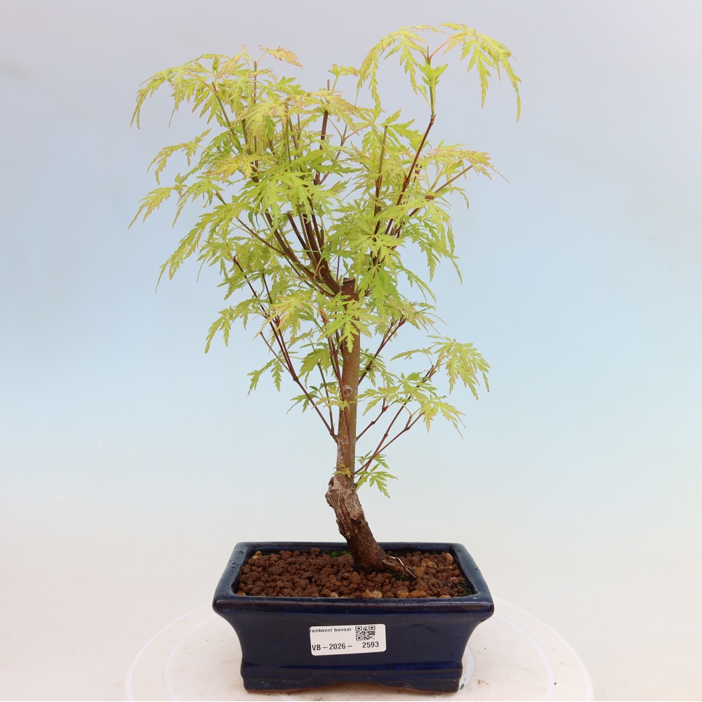 Bonsai voor buiten - Acer palmatum Dissectum