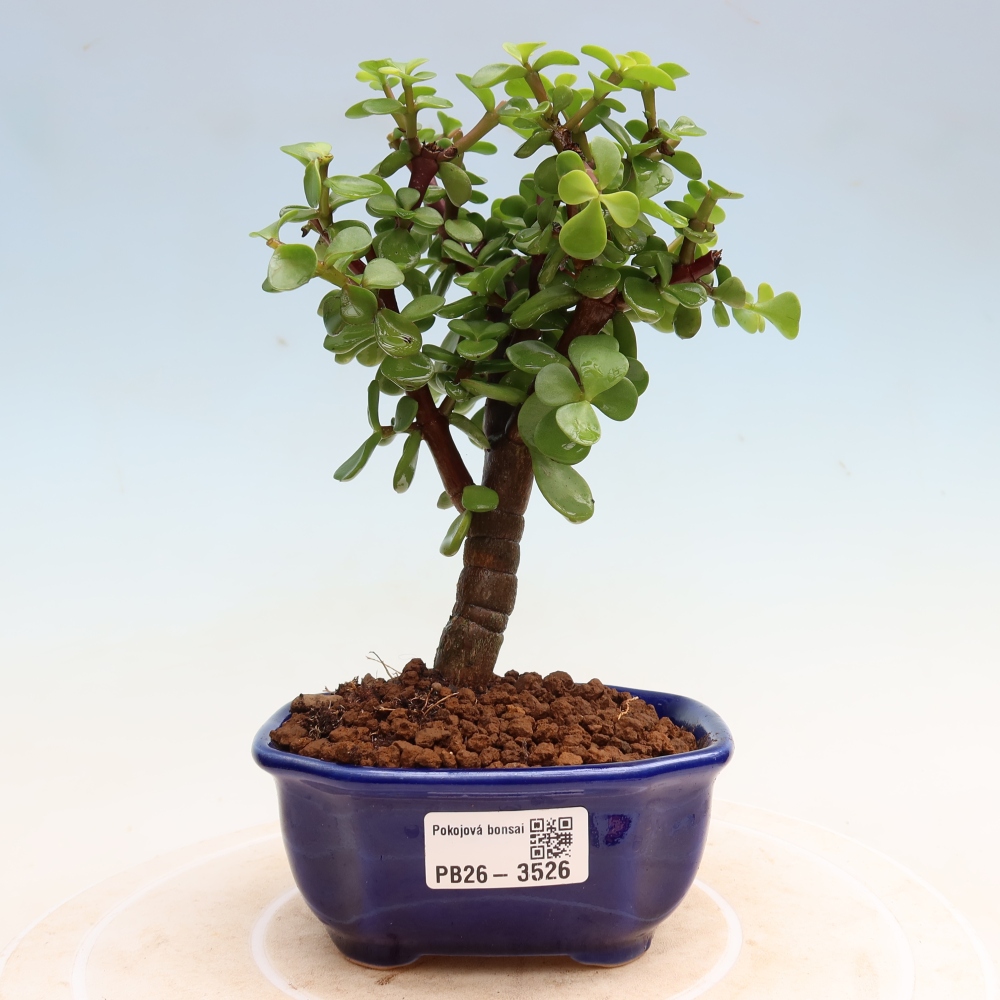 Kamerbonsai - Portulakaria Afra - Tlustice