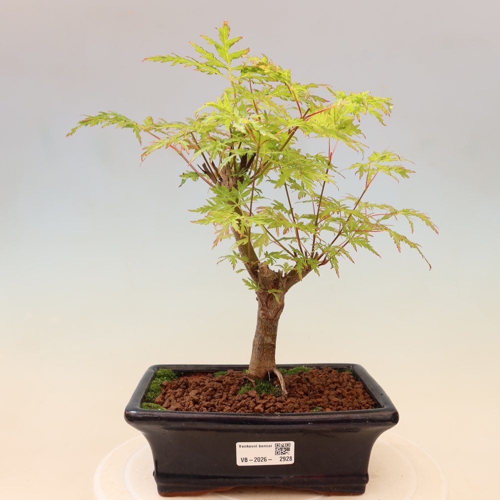 Bonsai voor buiten - Acer palmatum Dissectum