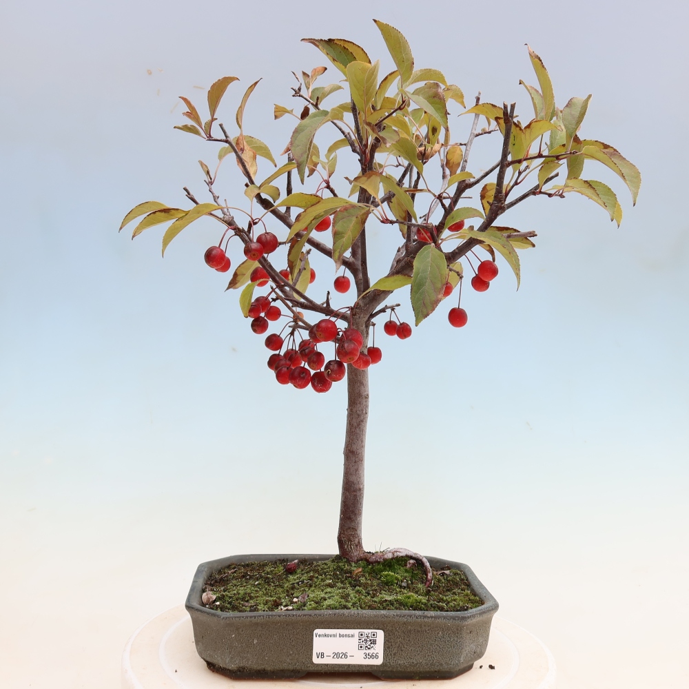 Bonsai voor buiten -Malus domestica - Roodbladige appelboom met kleine vruchten