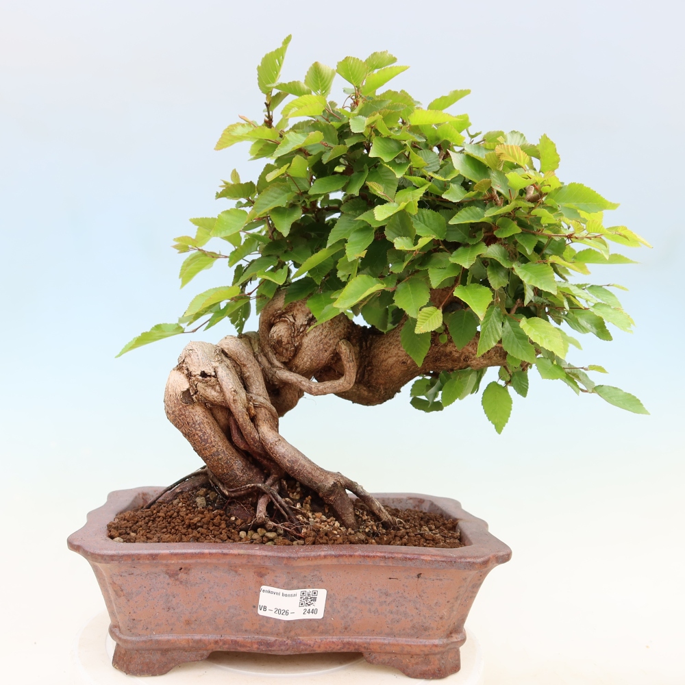 Bonsai voor buiten -Carpinus Coreana - Koreaanse haagbeuk