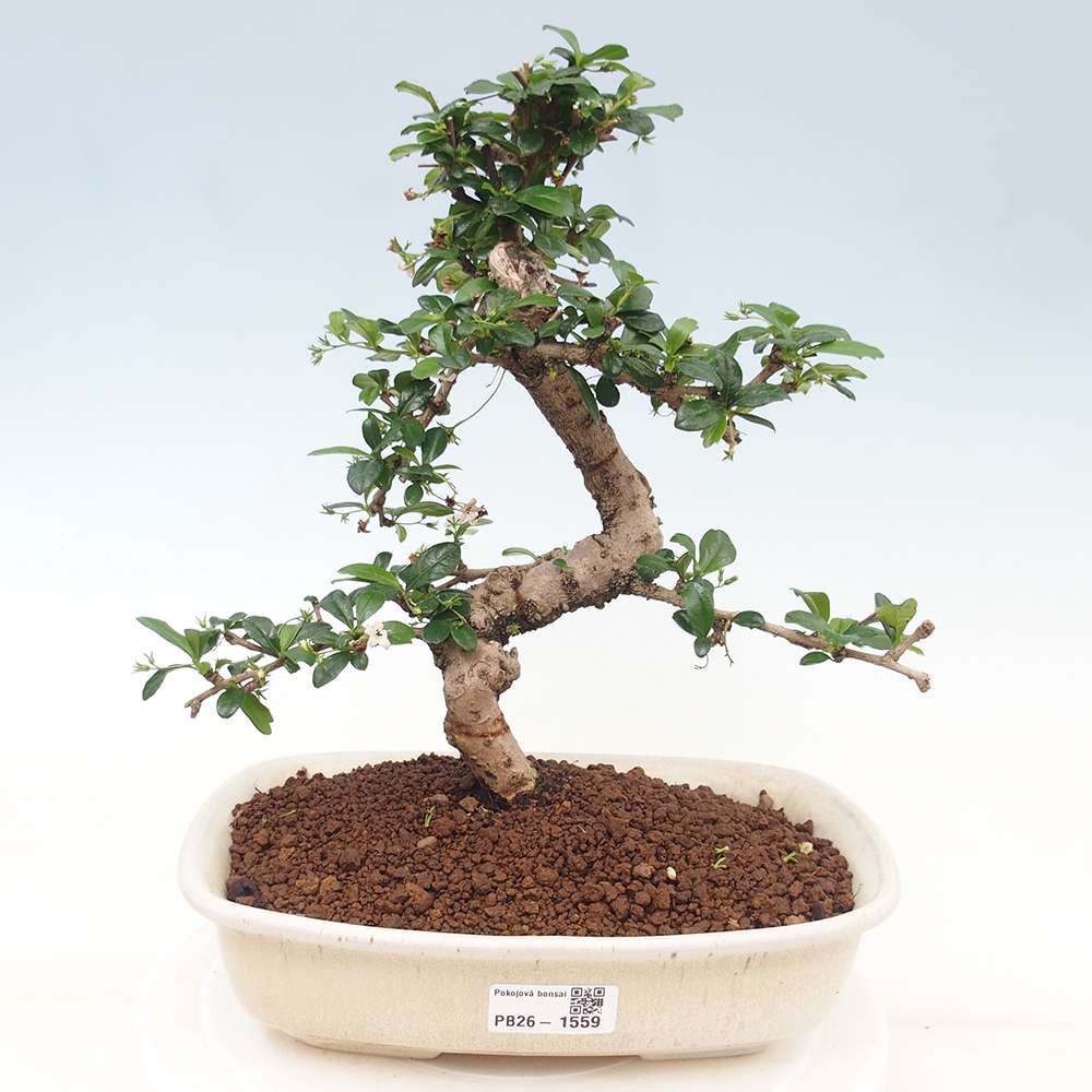 Kamerbonsai - Carmona macrophylla - Thee fuki