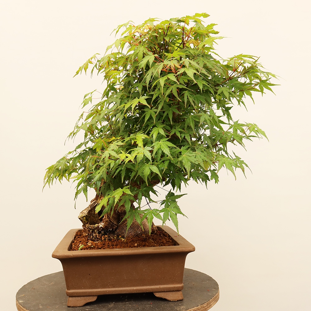 Bonsai voor buiten - Esdoorn palmatum - Palmen