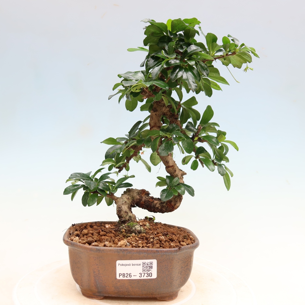 Kamerbonsai - Carmona macrophylla - Thee fuki