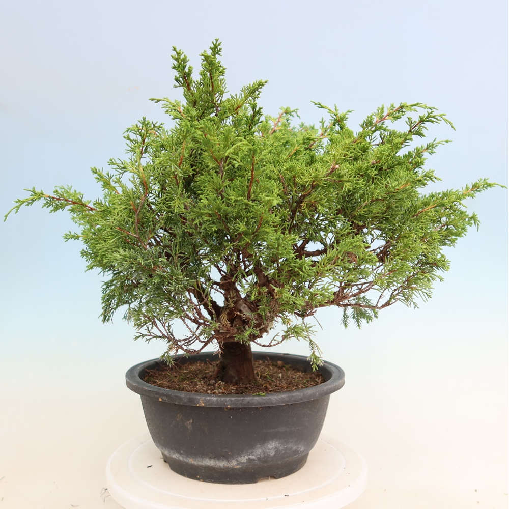 Bonsai voor buiten - Juniperus chinensis Itoigawa-Juniperus chinensis