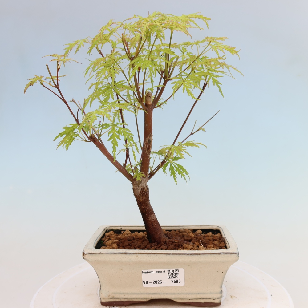 Bonsai voor buiten - Acer palmatum Dissectum