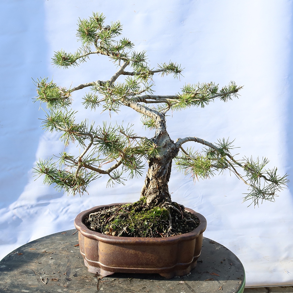 Pinus sylvestris Spanje - grove den