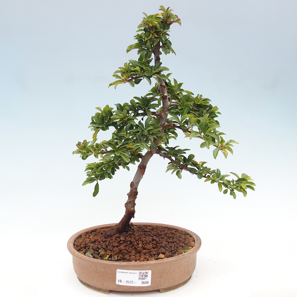 Bonsai-Pyracantha Teton voor buiten -Hlox