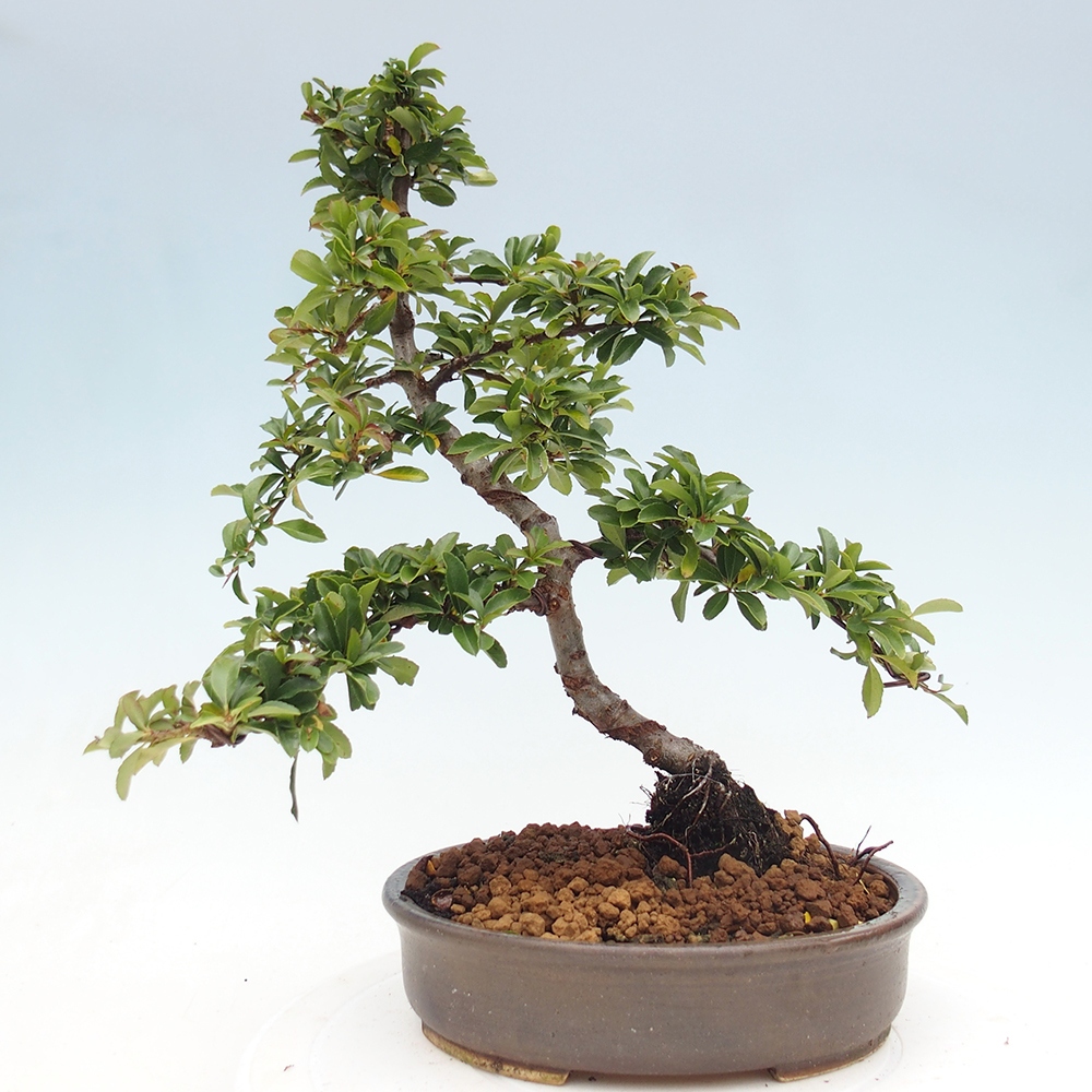 Bonsai-Pyracantha Teton voor buiten -Hlox