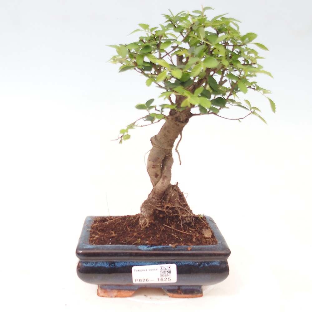 Kamerbonsai - Ulmus parvifolia - Winteriep