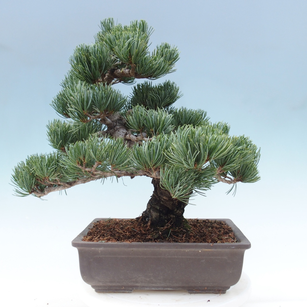 Bonsai voor buiten - Pinus parviflora - Pinus parviflora