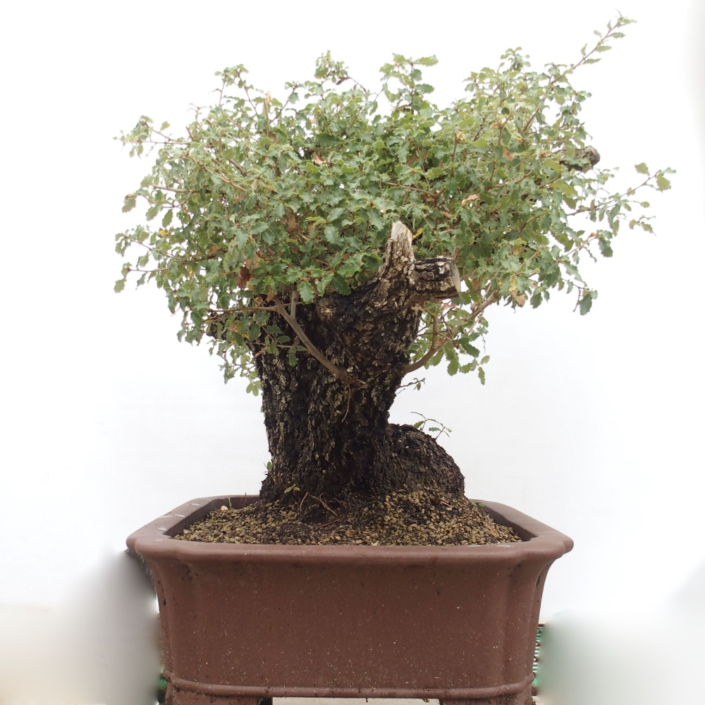 Yamadori - Quercus Ilex -Oakhulst
