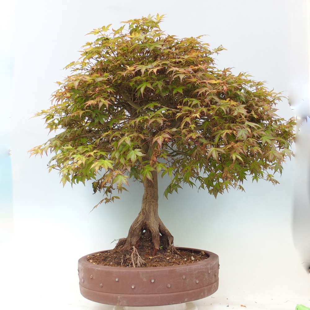 Noorse esdoorn - Acer palmatum Beni Tsukasa