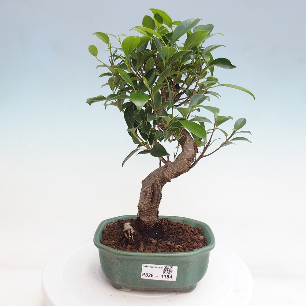 Kamerbonsai - Ficus retusa - kleinbladige ficus