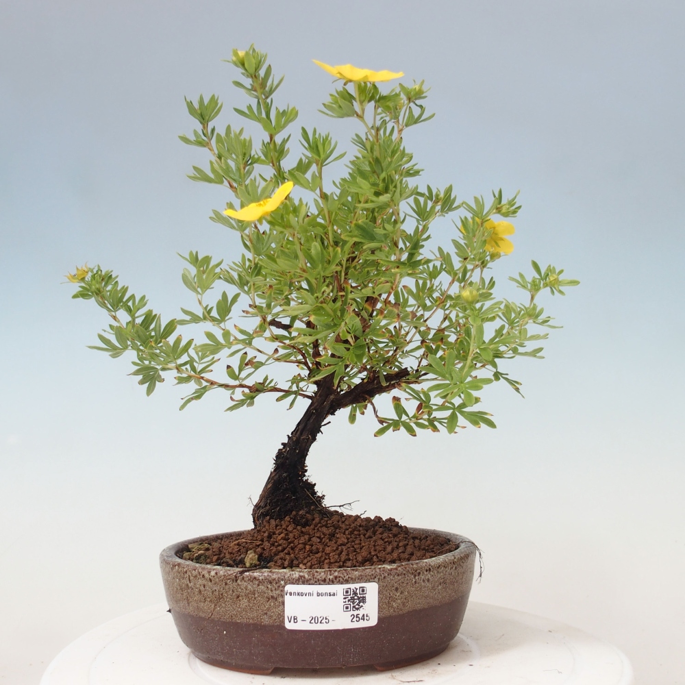 Bonsai voor buiten - Potentila fruticosa gele vogel