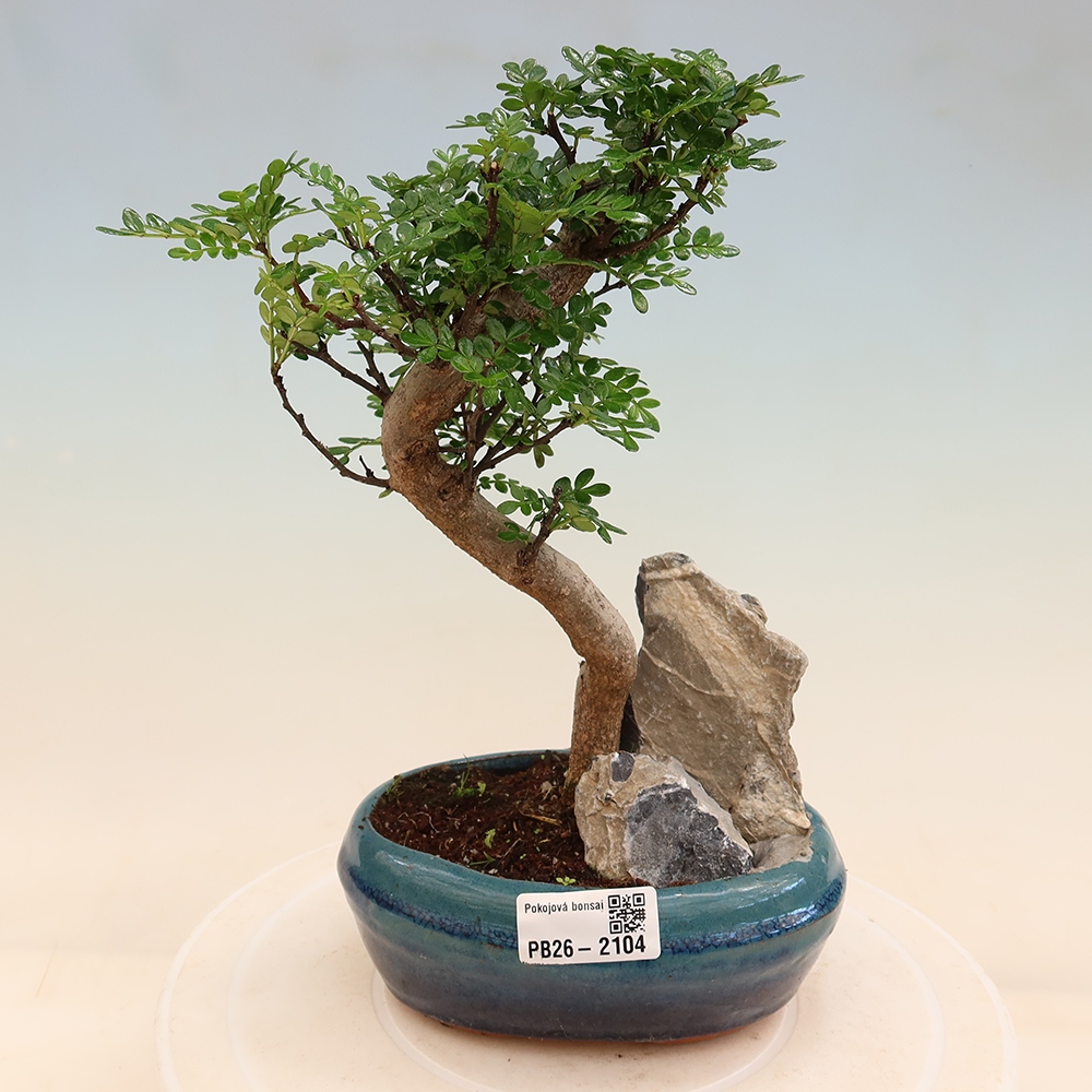 Kamerbonsai - Zantoxylum piperitum - peperboom