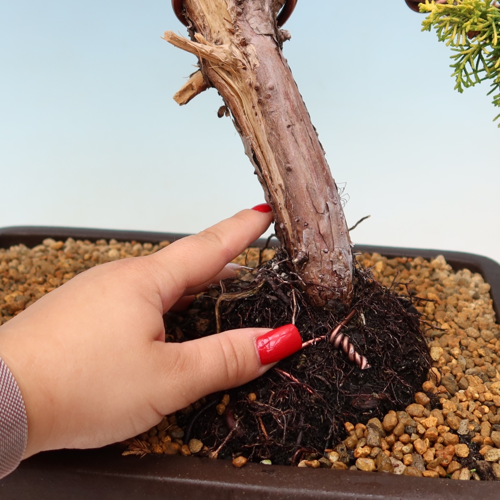 Buitenbonsai - Juniperus chinensis  aurea - Chinese gouden jeneverbes