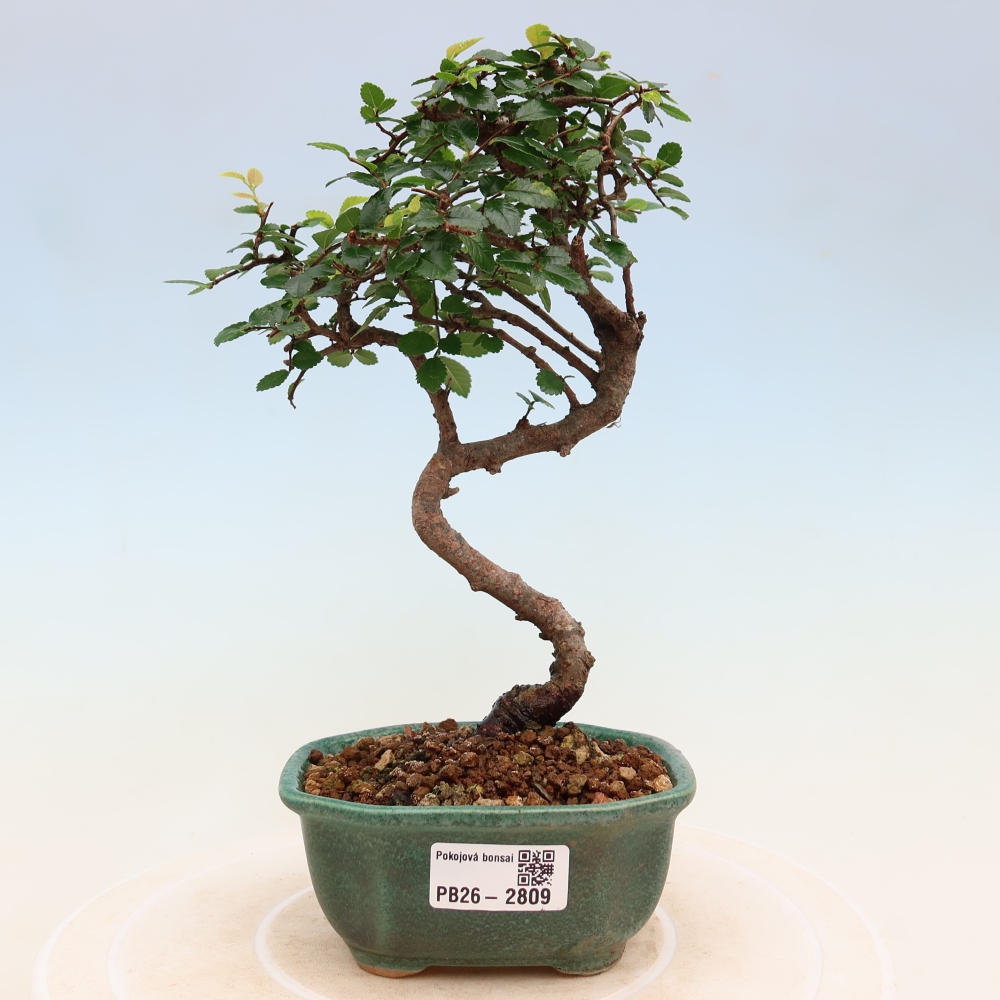 Kamerbonsai - Ulmus parvifolia - Winteriep