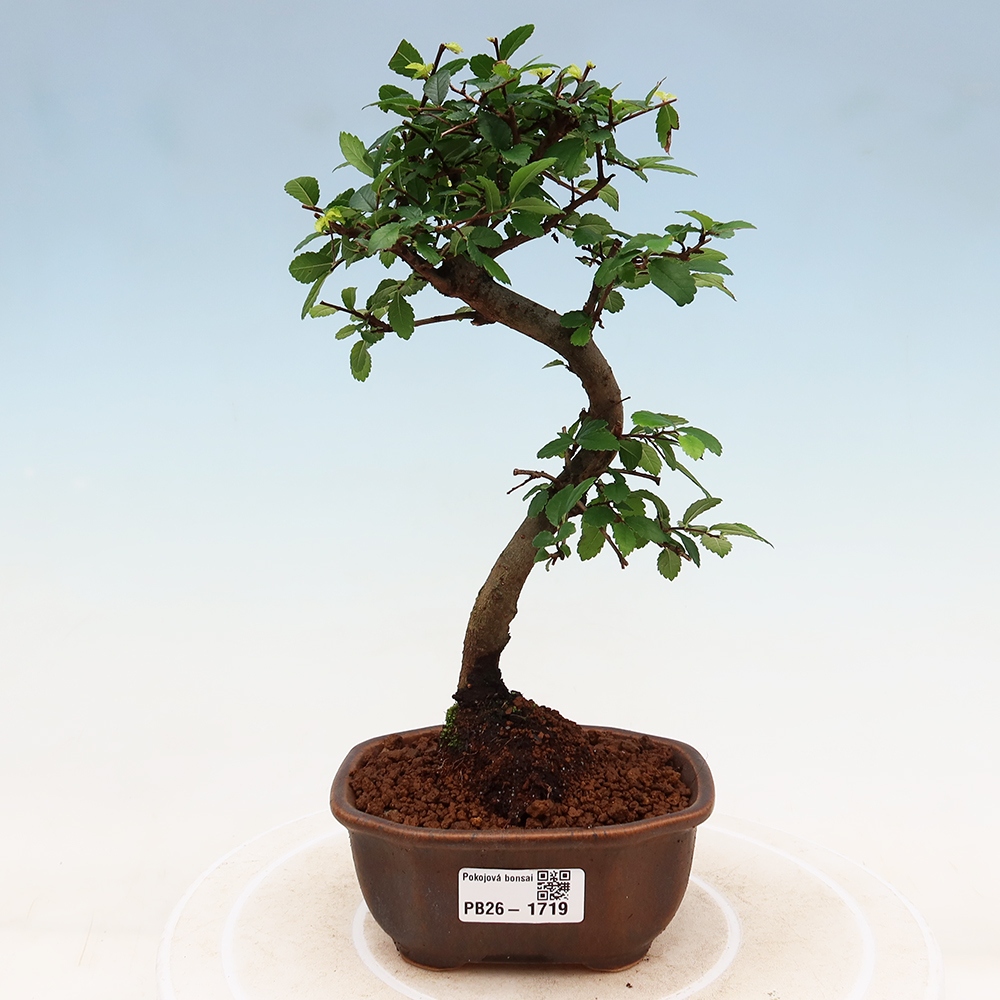 Kamerbonsai - Ulmus parvifolia - Winteriep
