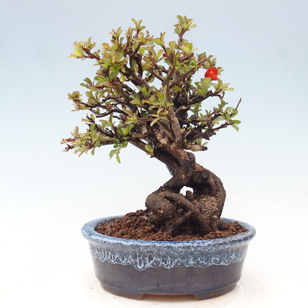 Bonsai voor buiten - Chaneomeles speciosa - Kweepeer