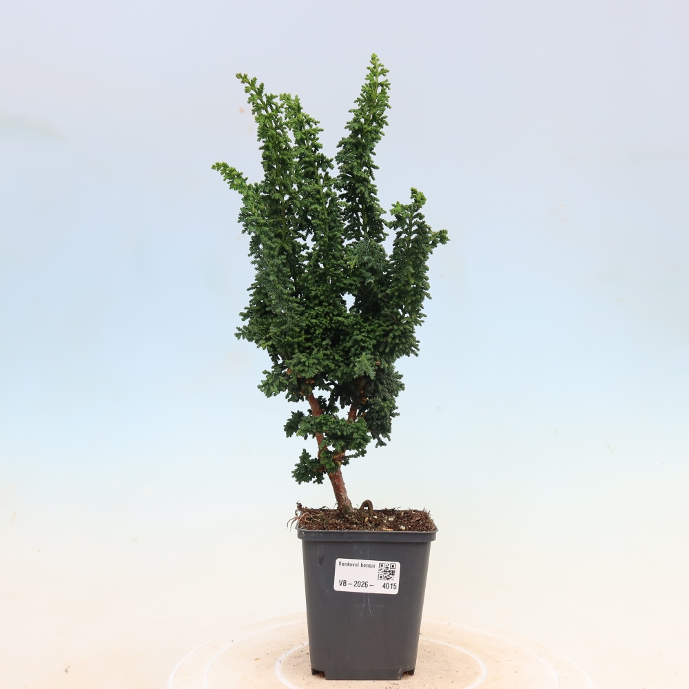 Bonsai voor buiten - Cham. obtusa SEKKA HINOKI - Cipres