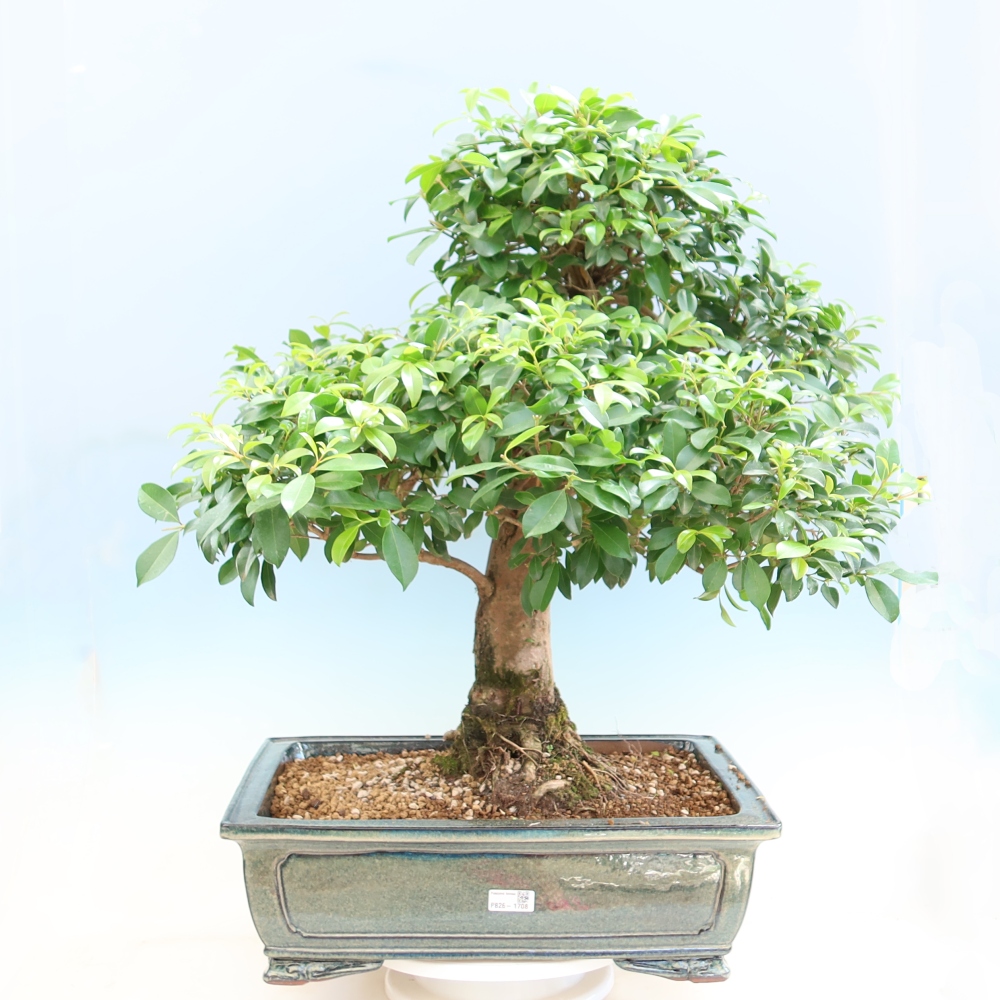 Kamerbonsai - Australische kers - Eugenia uniflora