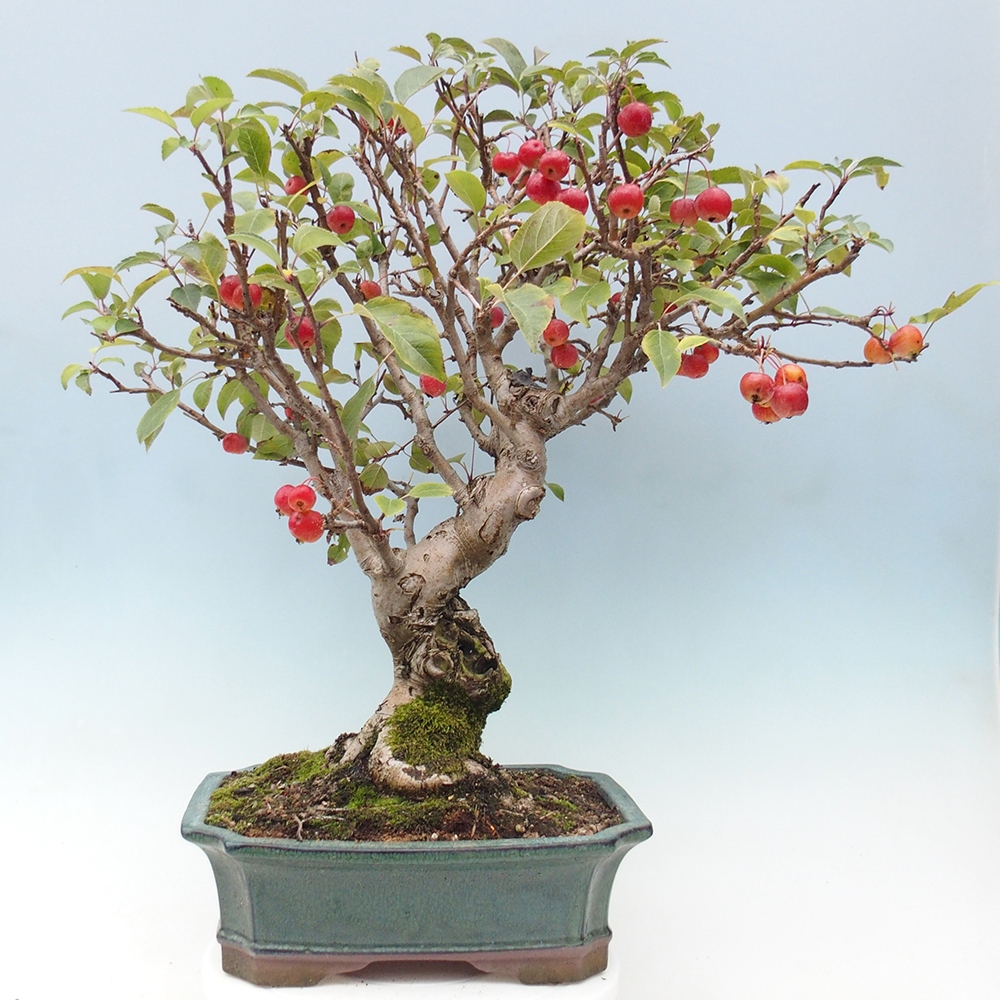 Bonsai voor buiten -Malus halliana - Appelboom met kleine vruchten