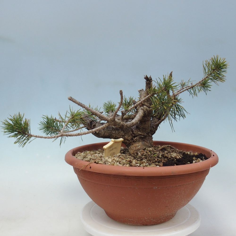 Yamadori - Pinus sylvestris Spanje
