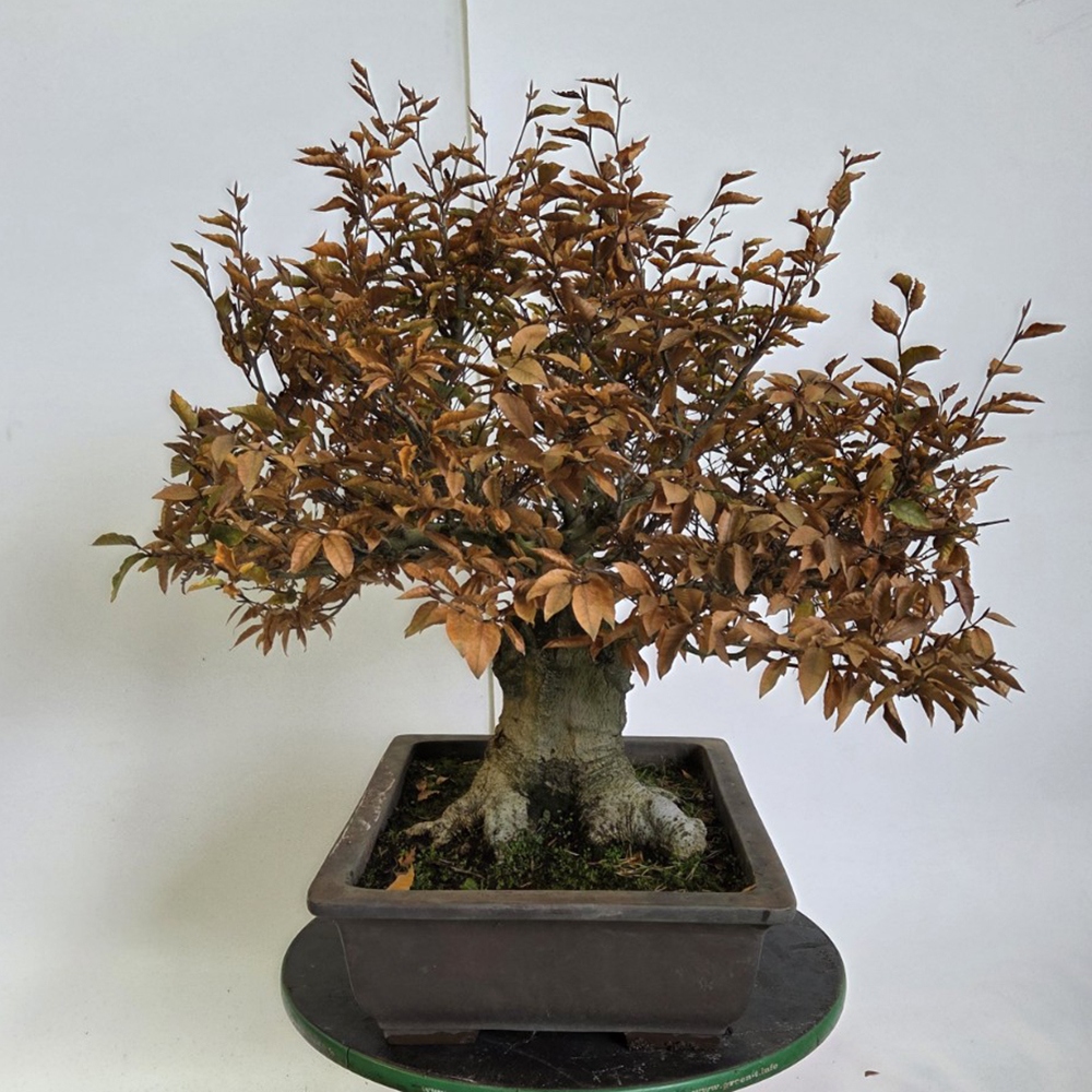 Bonsai voor buiten - Fagus crenata