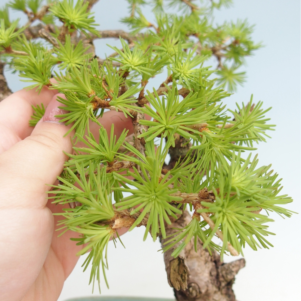 Bonsai voor buiten -Larix decidua - Lariks - Alleen palletvervoer