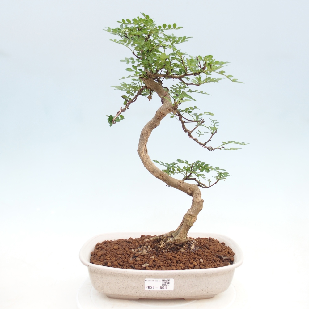 Kamerbonsai - Zantoxylum piperitum - peperboom