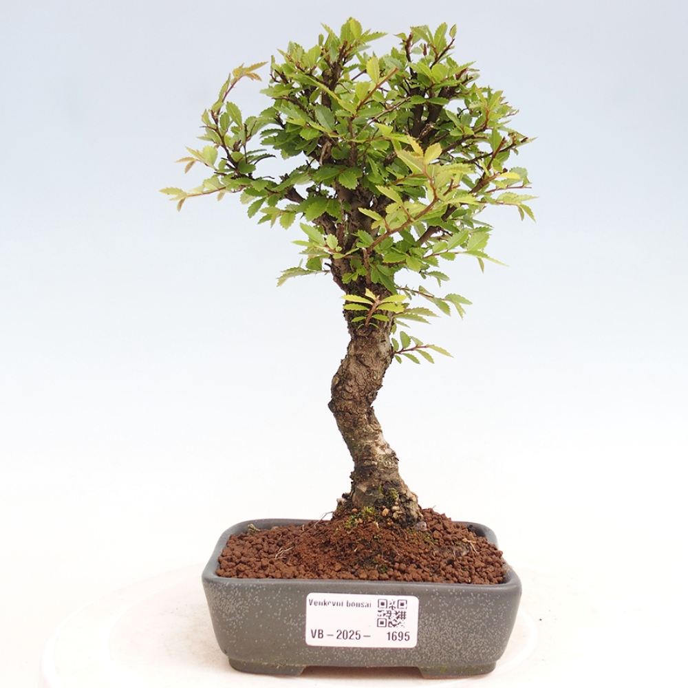 Bonsai voor buiten - Zelkova - Zelkova NIRE