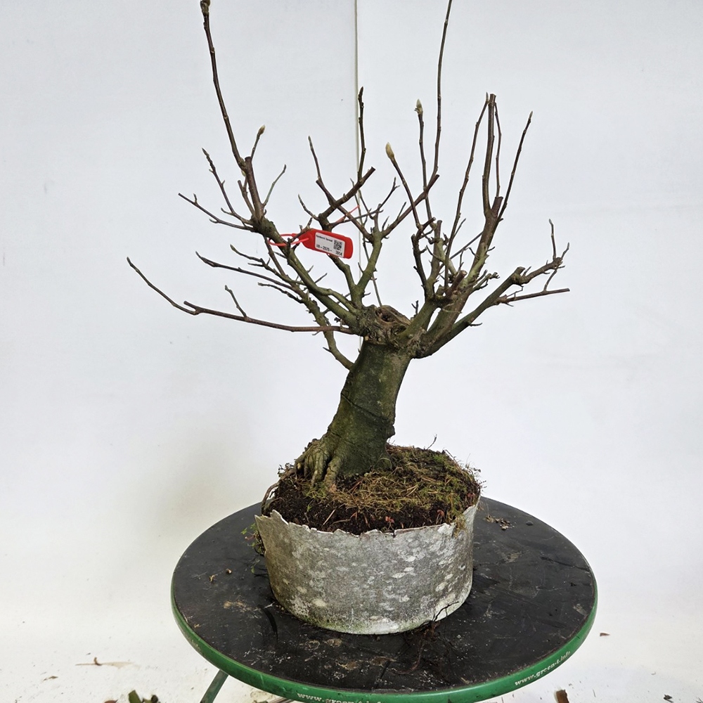 Bonsai voor buiten - magnolia - Šácholan