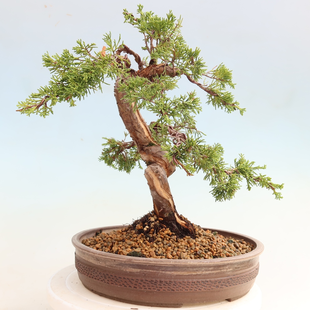 Bonsai voor buiten - Juniperus chinensis Itoigawa-Juniperus chinensis