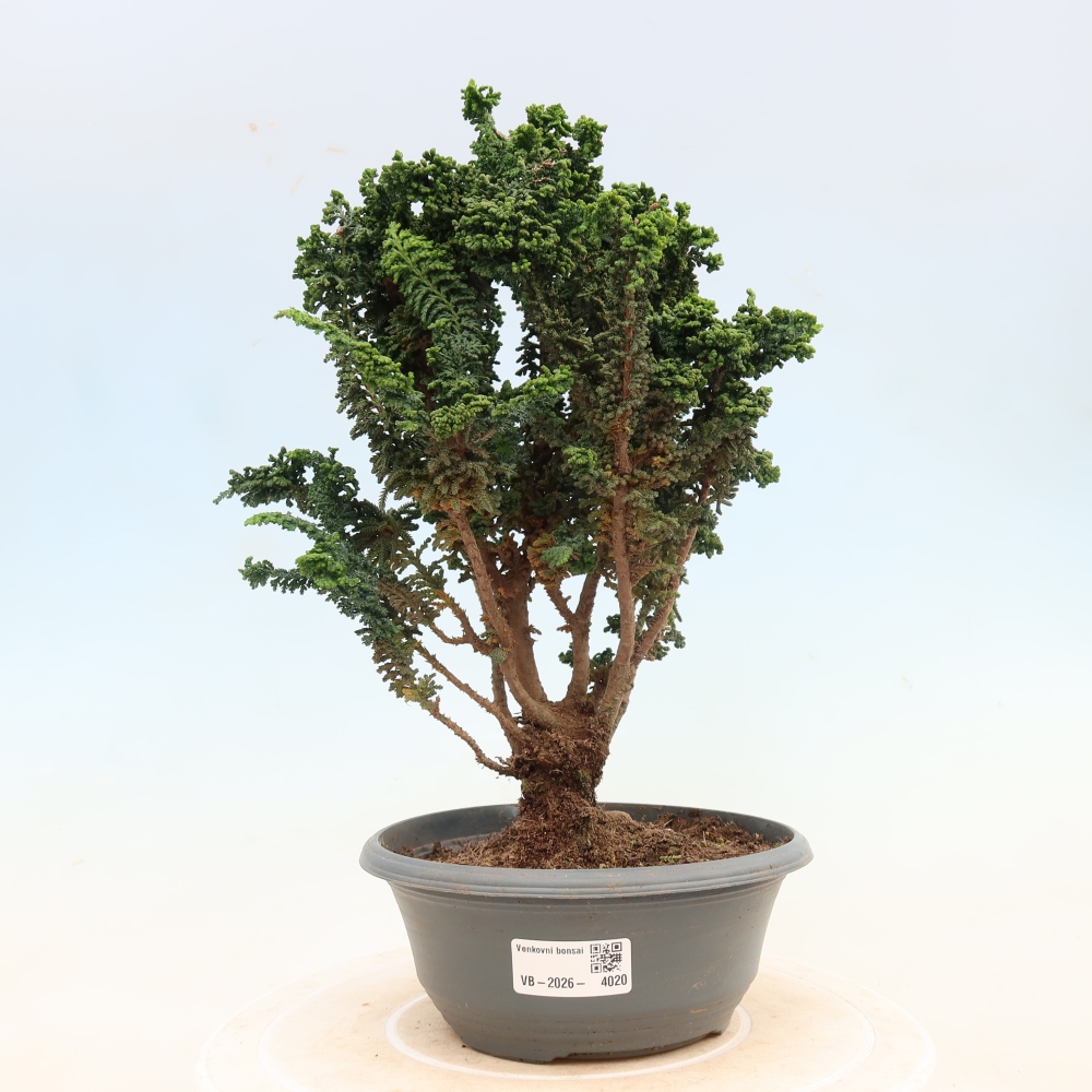 Bonsai voor buiten - Cham. obtusa SEKKA HINOKI - Cipres