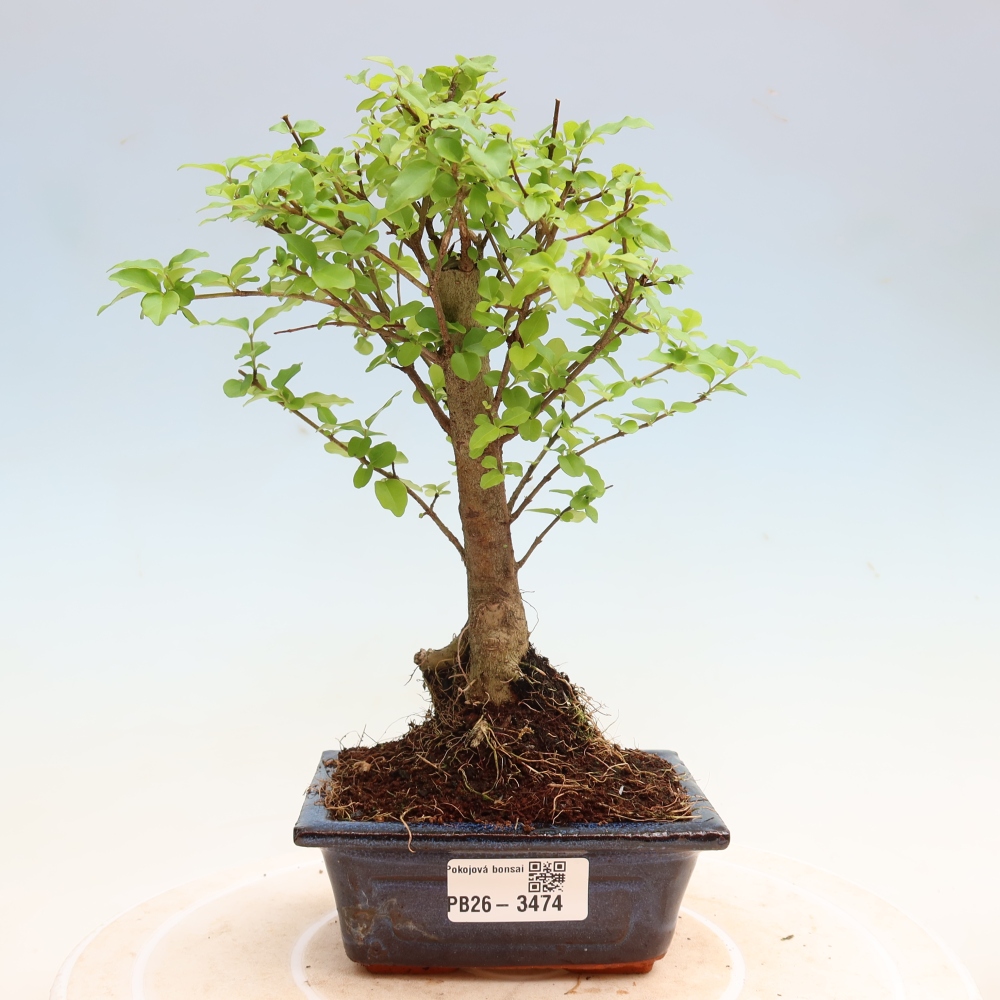 Kamerbonsai -Ligustrum chinensis - Vogelsnavel