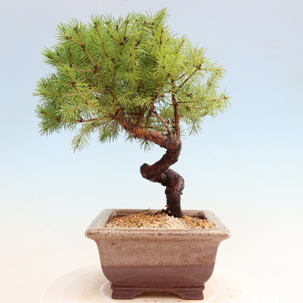 Buitenbonsai – Grijze spar – Picea glauca globe
