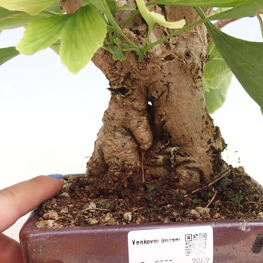 Bonsai voor buiten - Ginkgo biloba