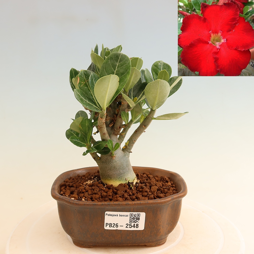 Kamerbonsai - Adenium obesum Red Star - Woestijnroos