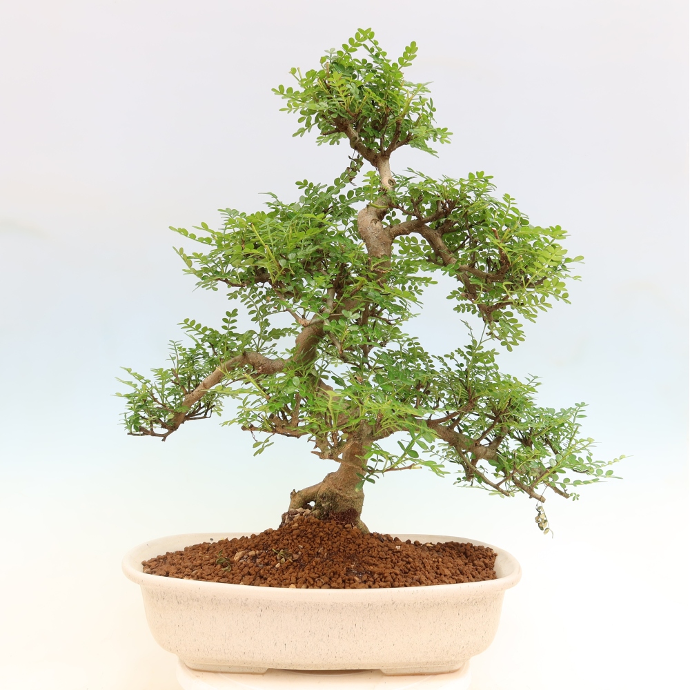 Kamerbonsai - Zantoxylum piperitum - peperboom