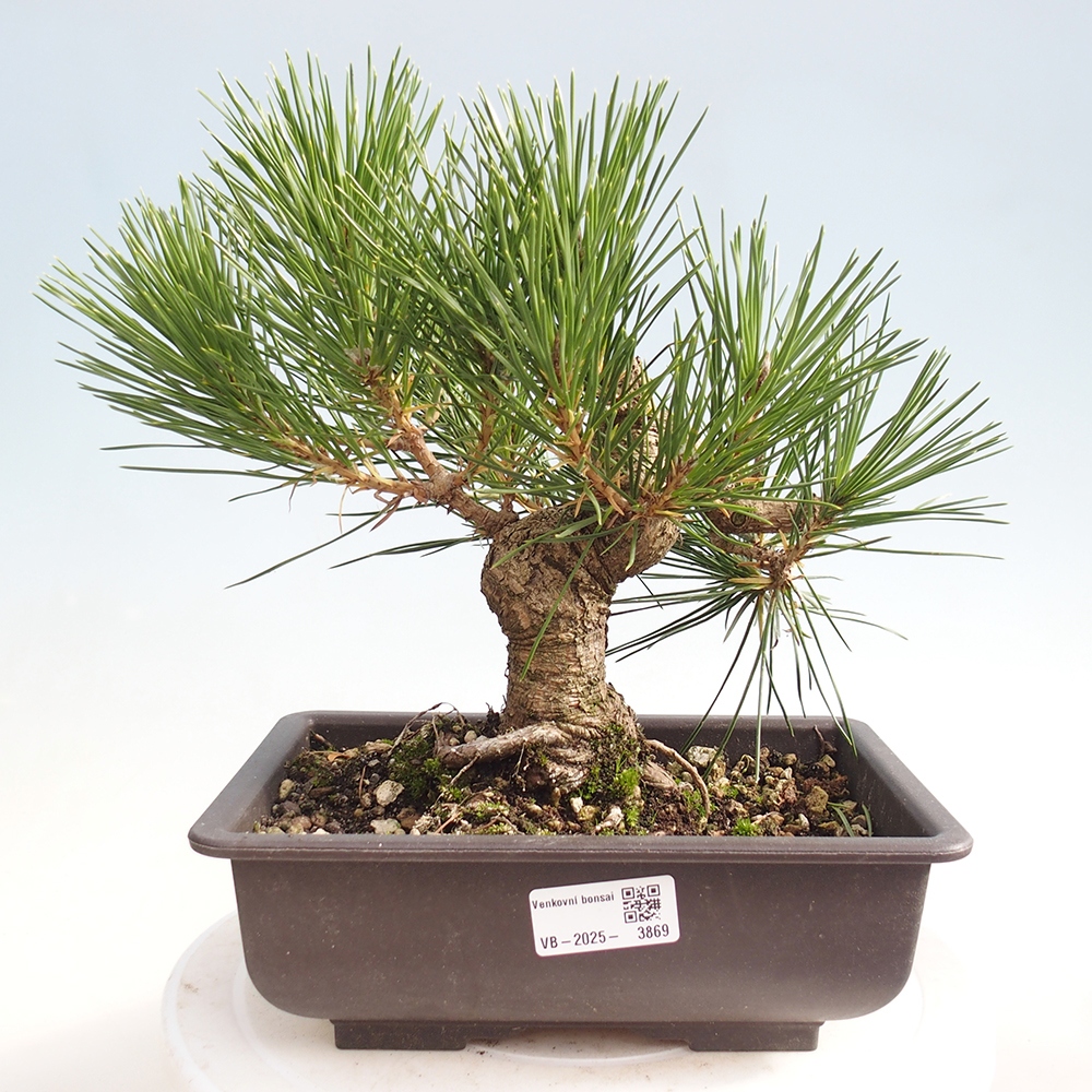 Bonsai voor buiten - Pinus thunbergii - Thunberg den