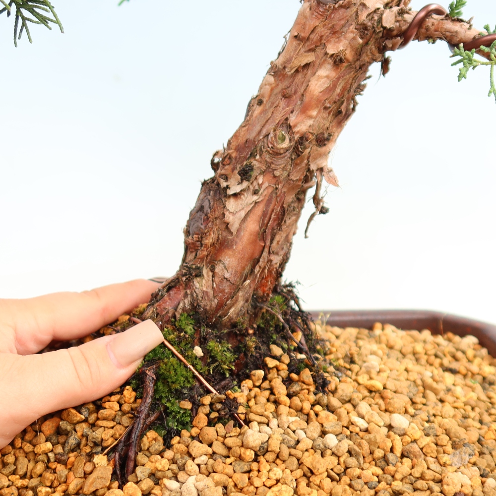 Bonsai voor buiten - Juniperus chinensis Kishu
