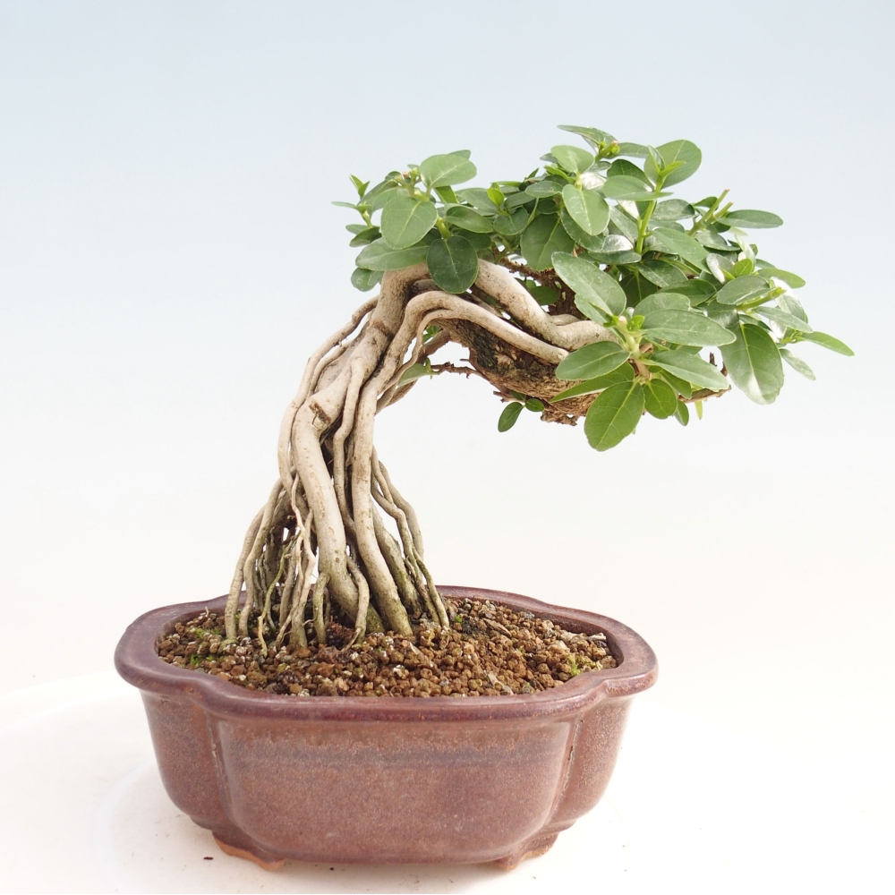 Bonsai voor binnen - Premna serratifolia - Kozlovna malolista