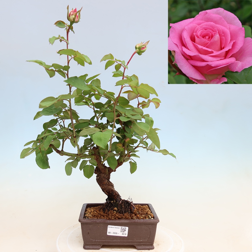 Bonsai voor buiten - Rosa Kordes - roos